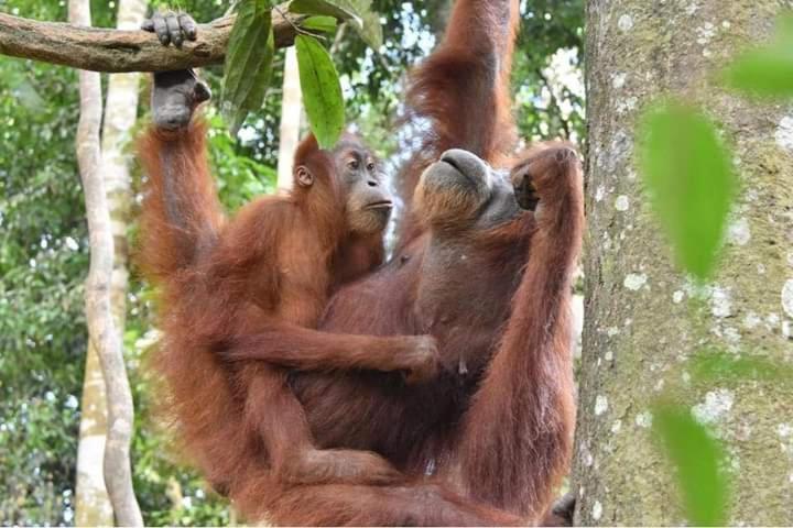 Eco Trekking Lodge, Bar & Jungle Tour'S Bukit Lawang Ngoại thất bức ảnh