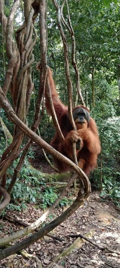 Eco Trekking Lodge, Bar & Jungle Tour'S Bukit Lawang Ngoại thất bức ảnh