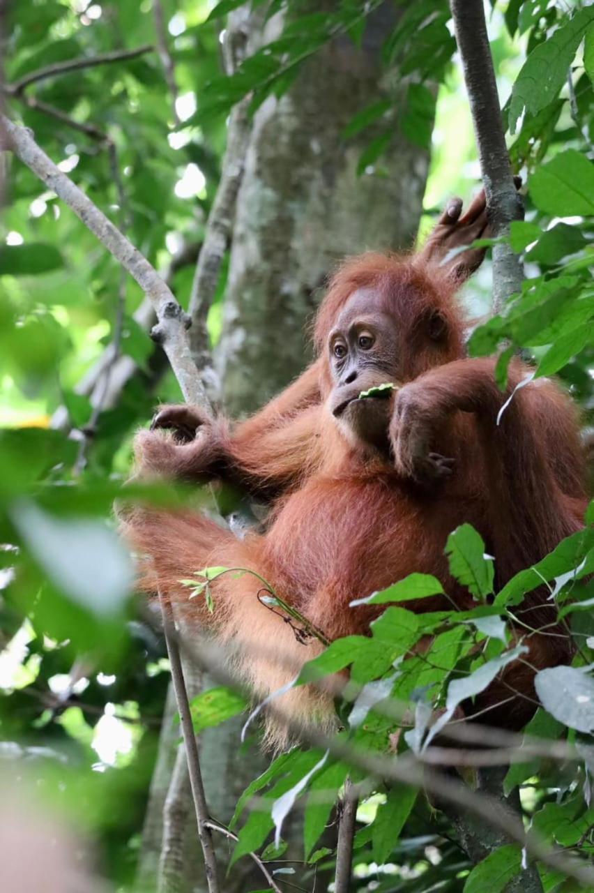 Eco Trekking Lodge, Bar & Jungle Tour'S Bukit Lawang Ngoại thất bức ảnh