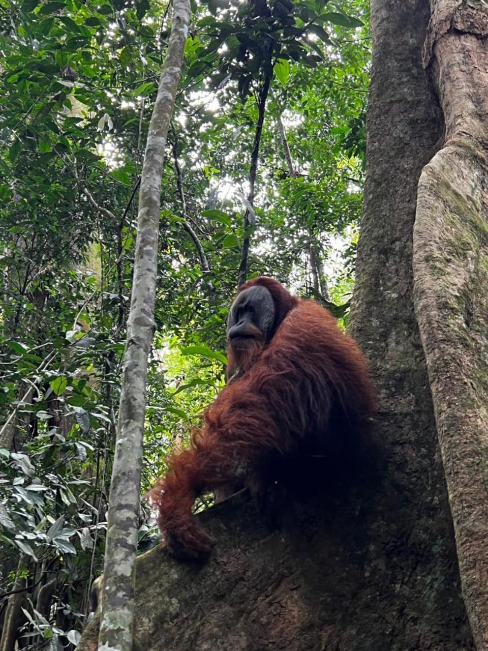 Eco Trekking Lodge, Bar & Jungle Tour'S Bukit Lawang Ngoại thất bức ảnh